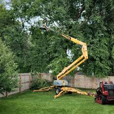 Why Choose Our Tree Removal Services in Blacksburg, VA?