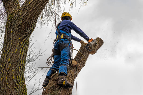 Trusted Blacksburg, VA  Tree Services Experts