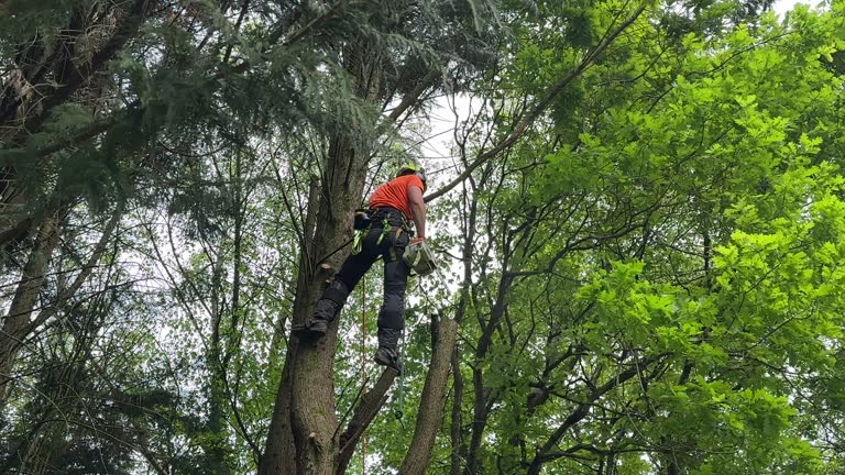 Best Seasonal Cleanup (Spring/Fall)  in Blacksburg, VA